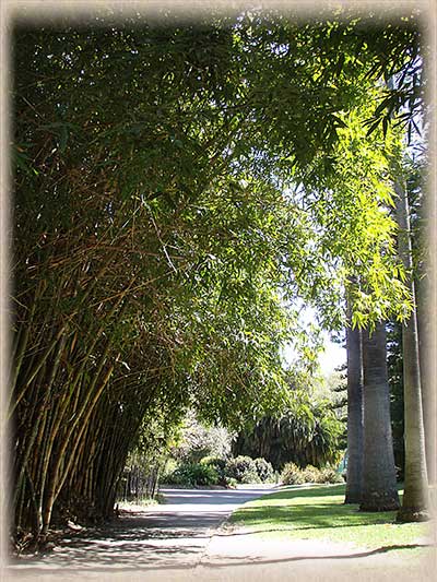 Bamboo Trees