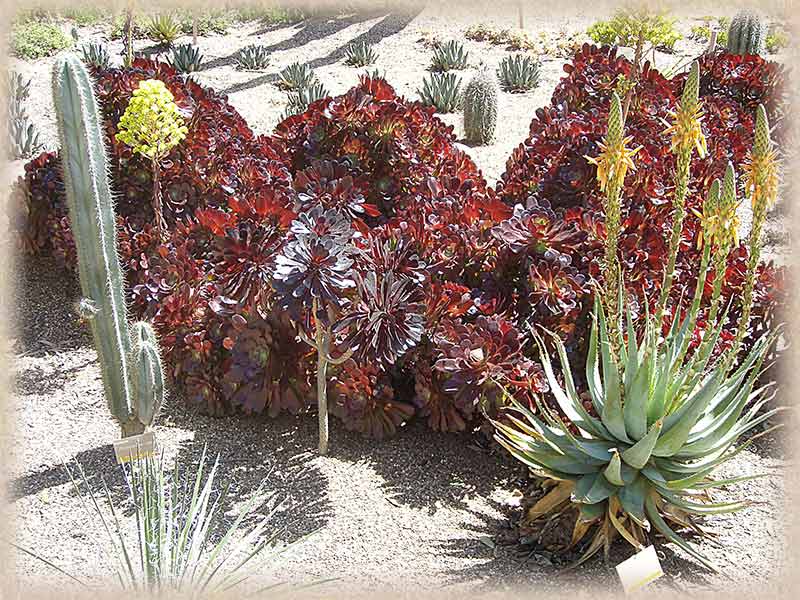 Cactus Plants