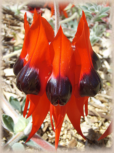 Sturt's Desert Pea