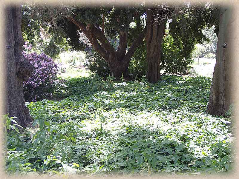 Trees surrounded by foliage