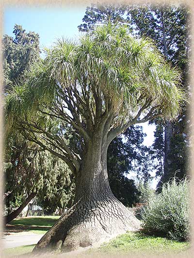 Hump Tree