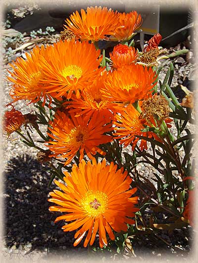 Orange Flowers