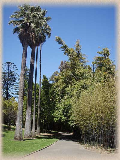 Palm Trees