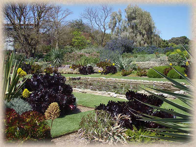 succulent cactus garden