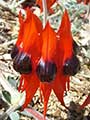 desert pea