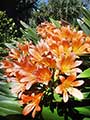 light orange flowers