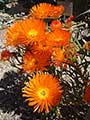 orange flowers