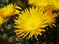 yellow flowers