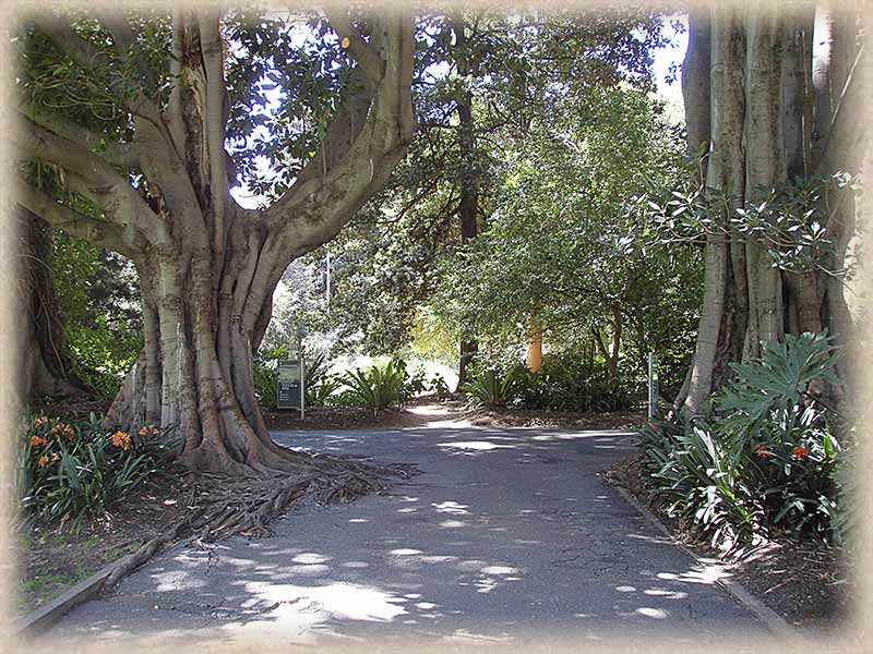 big trees either side of path junction