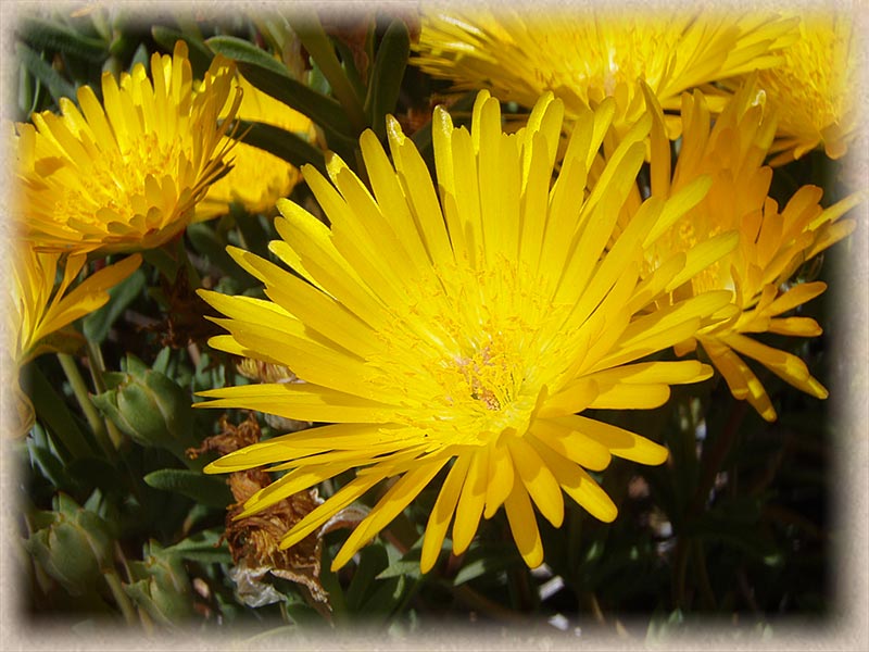 yellow flowers