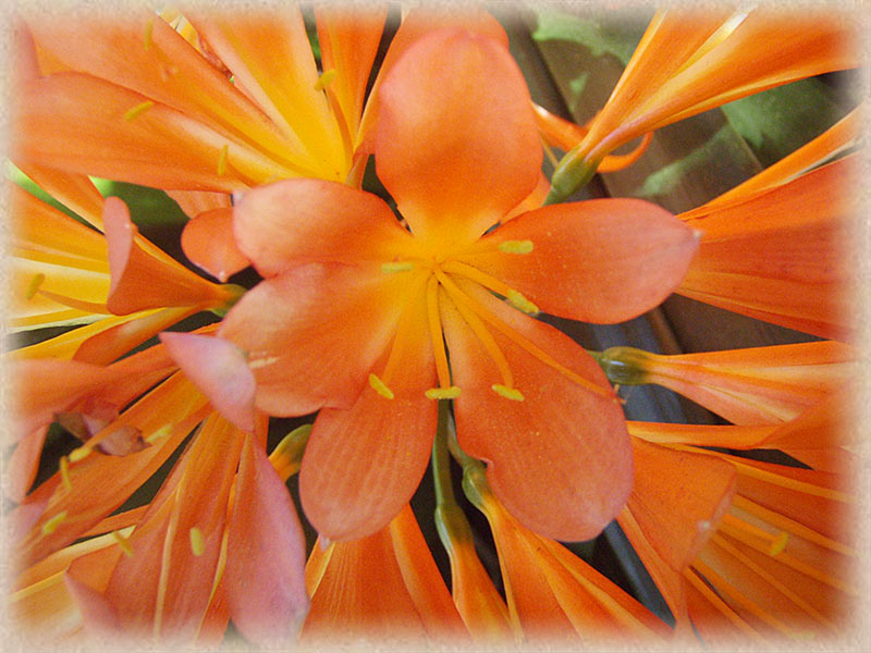 Yellow orange flowers