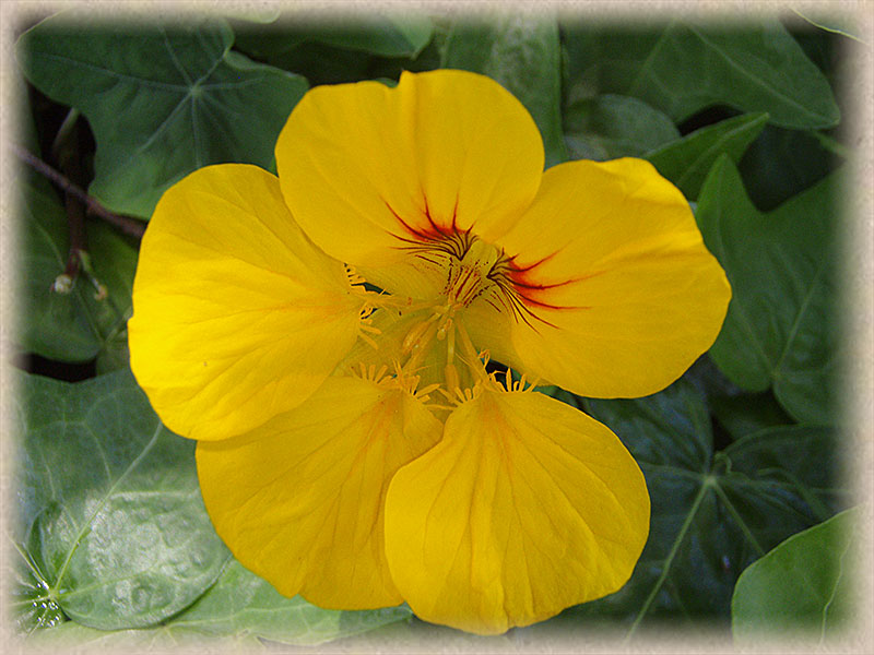 yellow and tinge of red flower