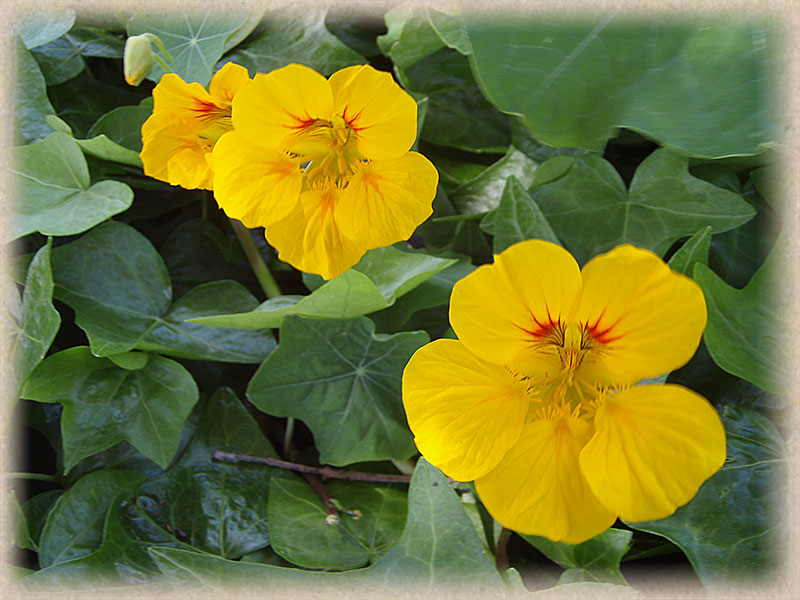 yellow flowers with a tinge of red