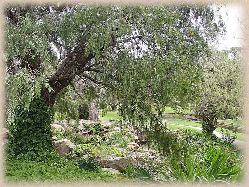 tree with foliage and garden