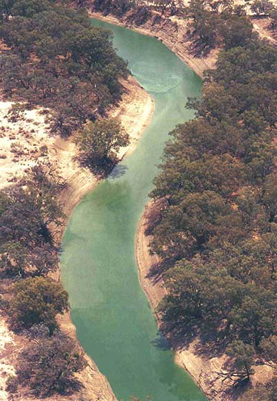 murray river image with green algae blooms