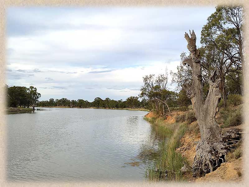 old river tree