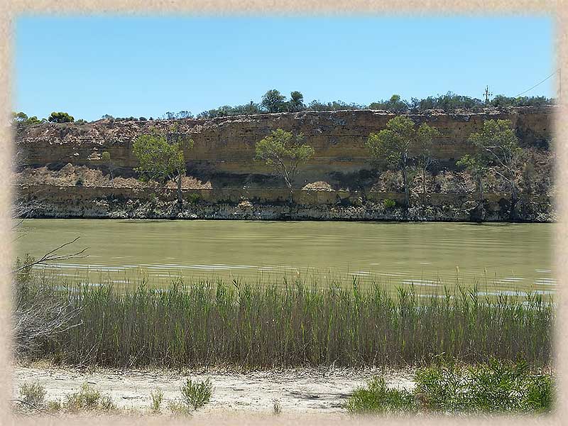 river reeds