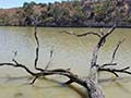 dead river branch